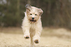 Waeller Sheepdog