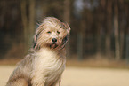 Waeller Sheepdog