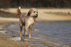 Waeller Sheepdog