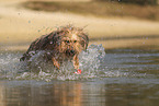 Waeller Sheepdog