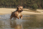 Waeller Sheepdog