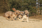 Waeller Sheepdog