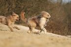 Waeller Sheepdog