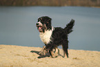 Waeller Sheepdog