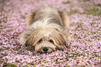Waeller Sheepdog