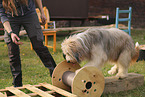 Waeller Sheepdog