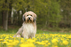 Waeller Sheepdog