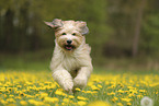 Waeller Sheepdog