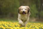 Waeller Sheepdog