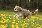 Waeller Sheepdog