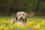 Waeller Sheepdog