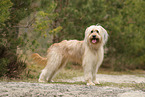 Waeller Sheepdog