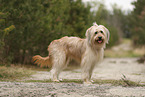 Waeller Sheepdog
