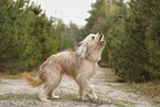 Waeller Sheepdog