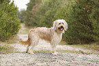Waeller Sheepdog