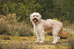 Waeller Sheepdog