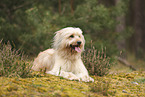 Waeller Sheepdog