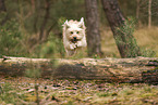 Waeller Sheepdog