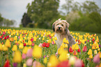Waeller Sheepdog