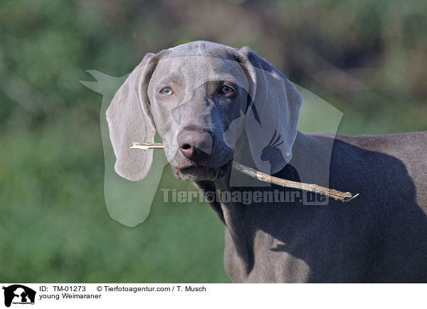 young Weimaraner / TM-01273