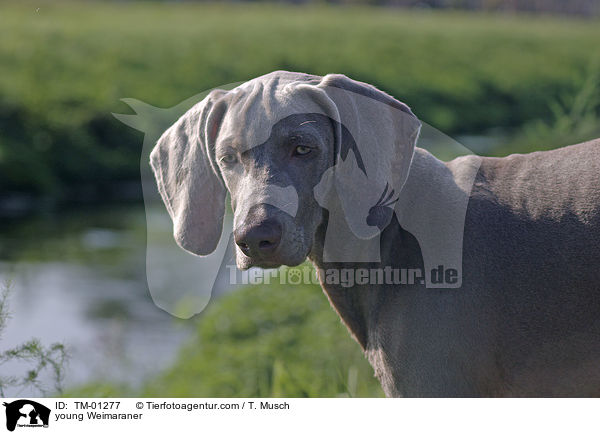 young Weimaraner / TM-01277