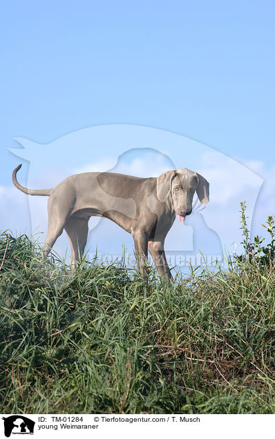 junger Weimaraner / young Weimaraner / TM-01284