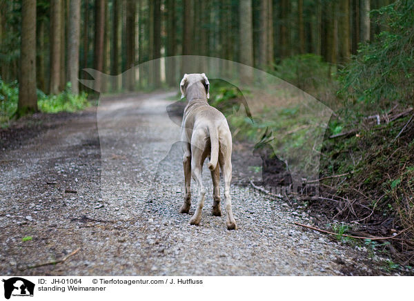 stehender Weimaraner / standing Weimaraner / JH-01064