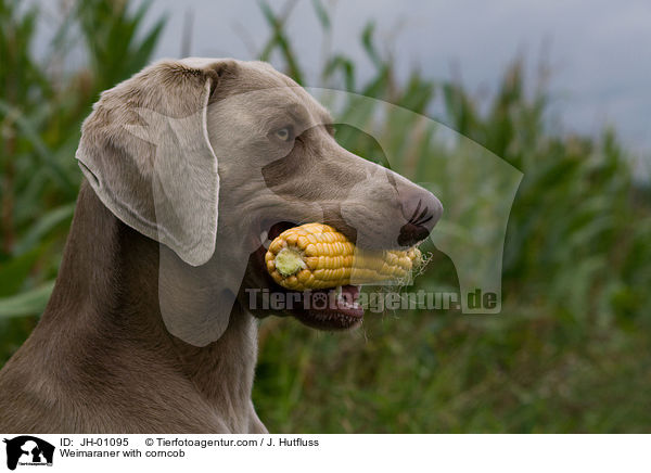 Weimaraner mit Maiskolben im Maul / Weimaraner with corncob / JH-01095
