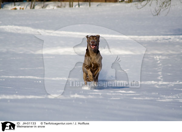 Weimaraner im Schnee / Weimaraner in snow / JH-01133