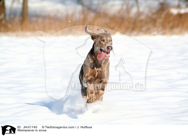 Weimaraner im Schnee / Weimaraner in snow / JH-01140