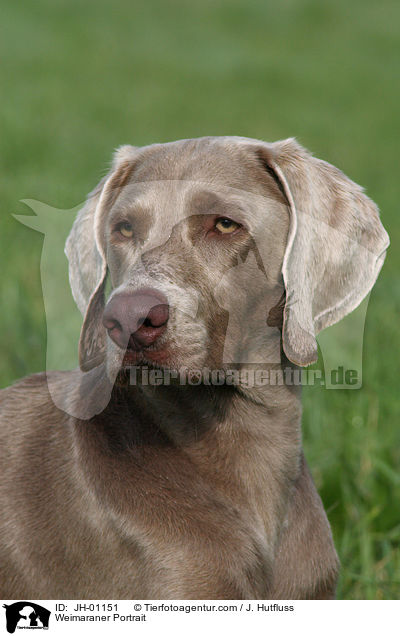Weimaraner Portrait / Weimaraner Portrait / JH-01151