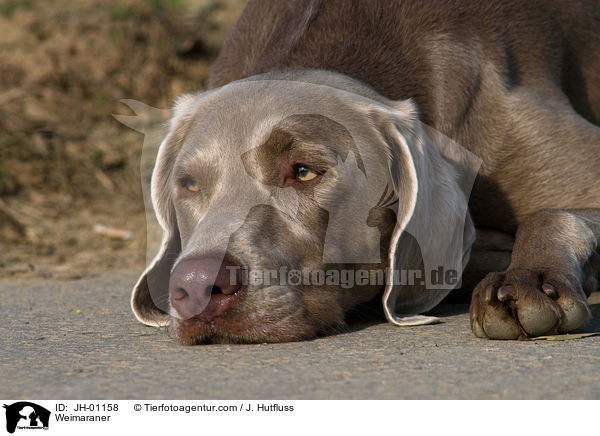 Weimaraner / Weimaraner / JH-01158