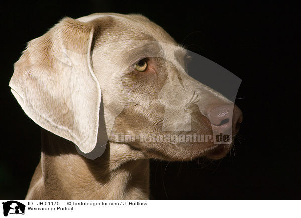 Weimaraner Portrait / Weimaraner Portrait / JH-01170