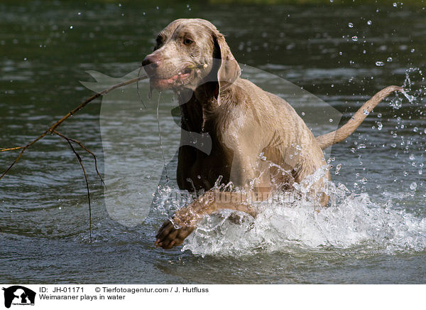 Weimaraner im Wasser / Weimaraner plays in water / JH-01171