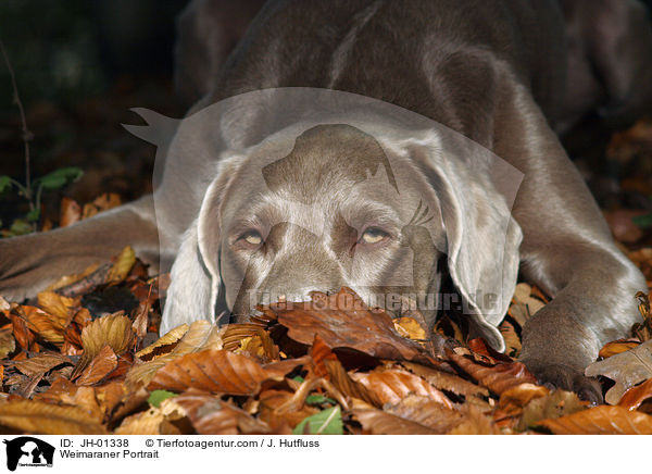 Weimaraner Portrait / Weimaraner Portrait / JH-01338