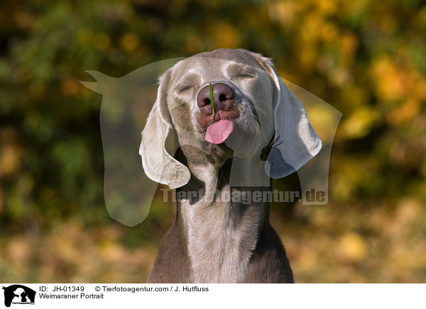 Weimaraner Portrait / Weimaraner Portrait / JH-01349