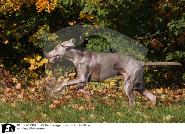 rennender Weimaraner / running Weimaraner / JH-01352