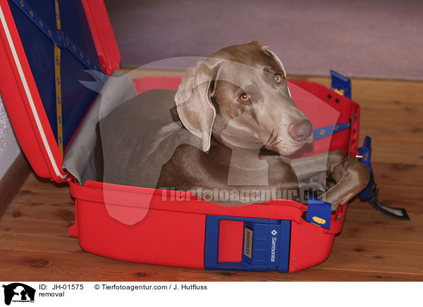 Weimaraner zwischen Umzugskisten / removal / JH-01575