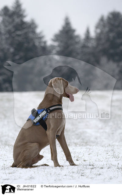 Weimaraner / JH-01622