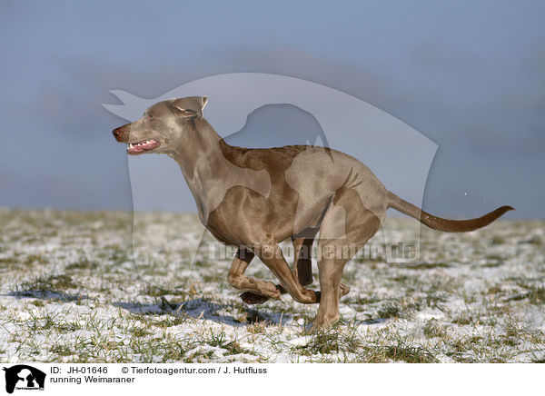 running Weimaraner / JH-01646