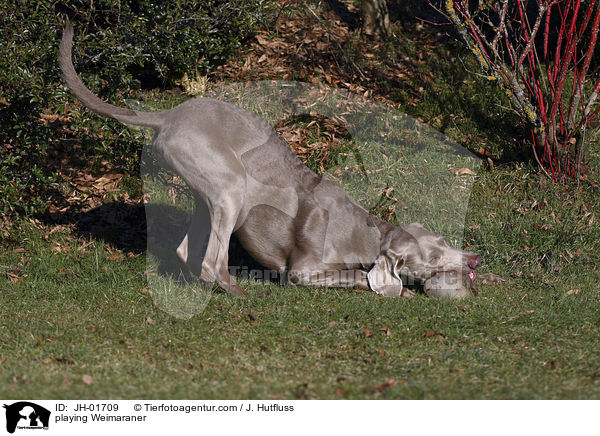 spielender Weimaraner / playing Weimaraner / JH-01709