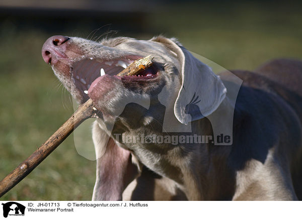 Weimaraner Portrait / JH-01713