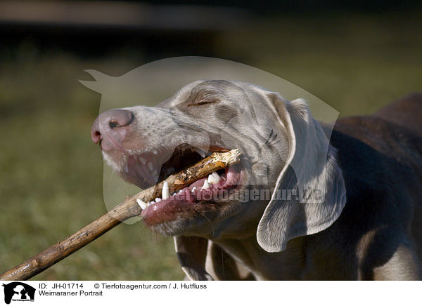 Weimaraner Portrait / JH-01714