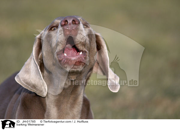 bellender Weimaraner / barking Weimaraner / JH-01785