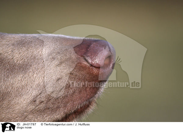 Hundenase / dogs nose / JH-01787