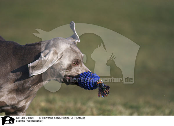 spielender Weimaraner / playing Weimaraner / JH-01801