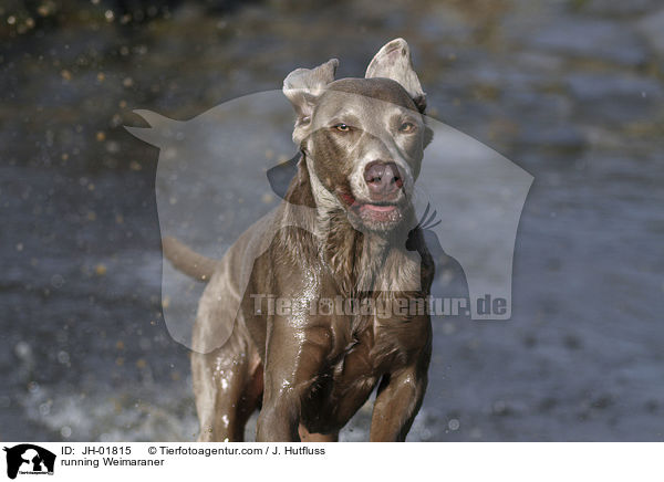 rennender Weimaraner / running Weimaraner / JH-01815