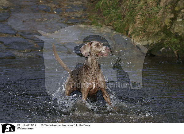Weimaraner / Weimaraner / JH-01819