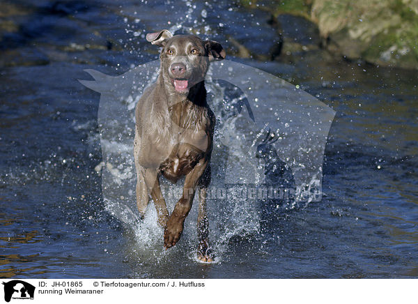 rennender Weimaraner / running Weimaraner / JH-01865