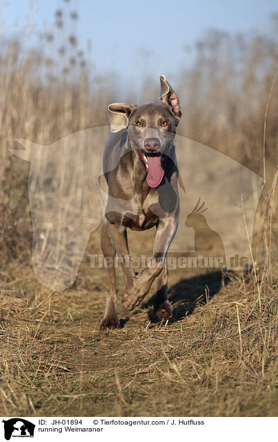 running Weimaraner / JH-01894